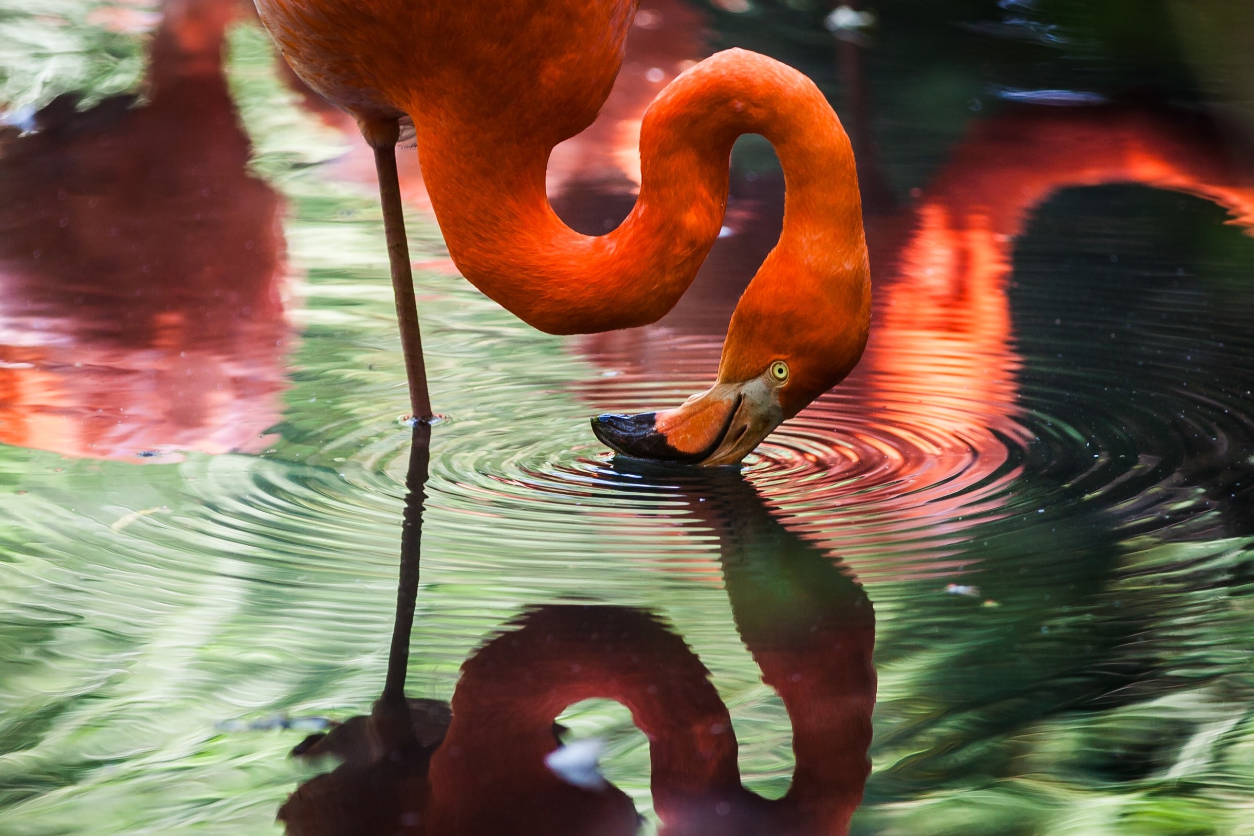 Horizontal Flamingo